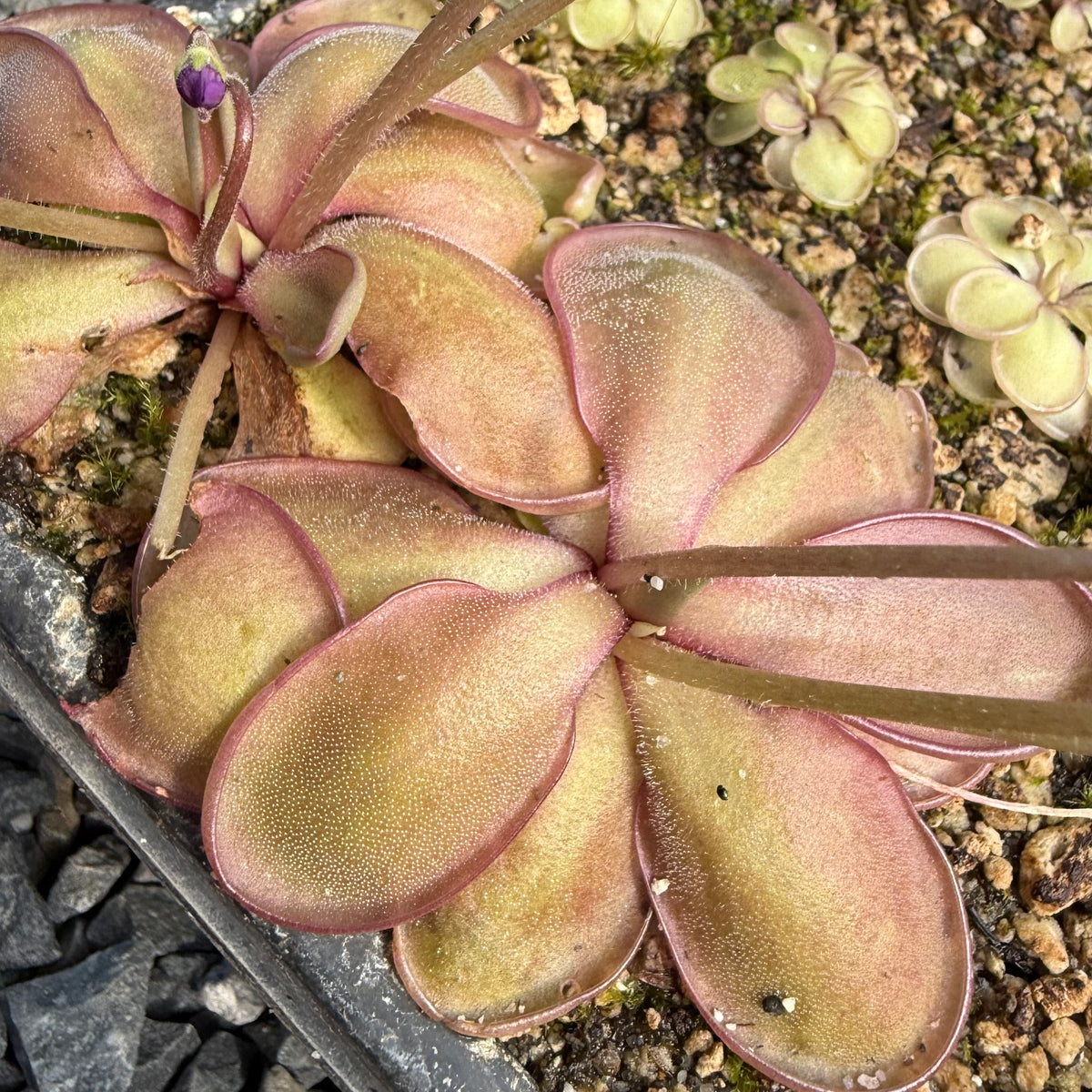 Close-up of a succulent plant with purple edges on a natural background