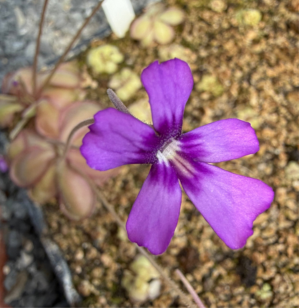 Close-up of a purple flower with a blurred natural background