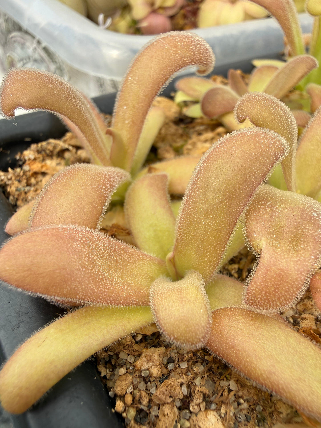 A close-up of a pinguicula plant with fleshy, curved leaves covered in fine dew, showing a warm peachy-orange and pale yellow coloration, growing in soil inside a black plastic pot.