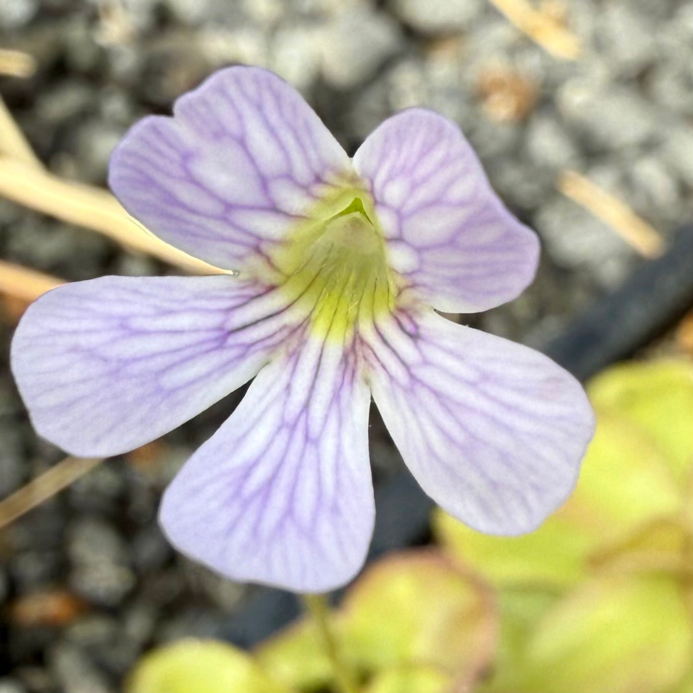 Pinguicula ibarre emarginata Butterwort