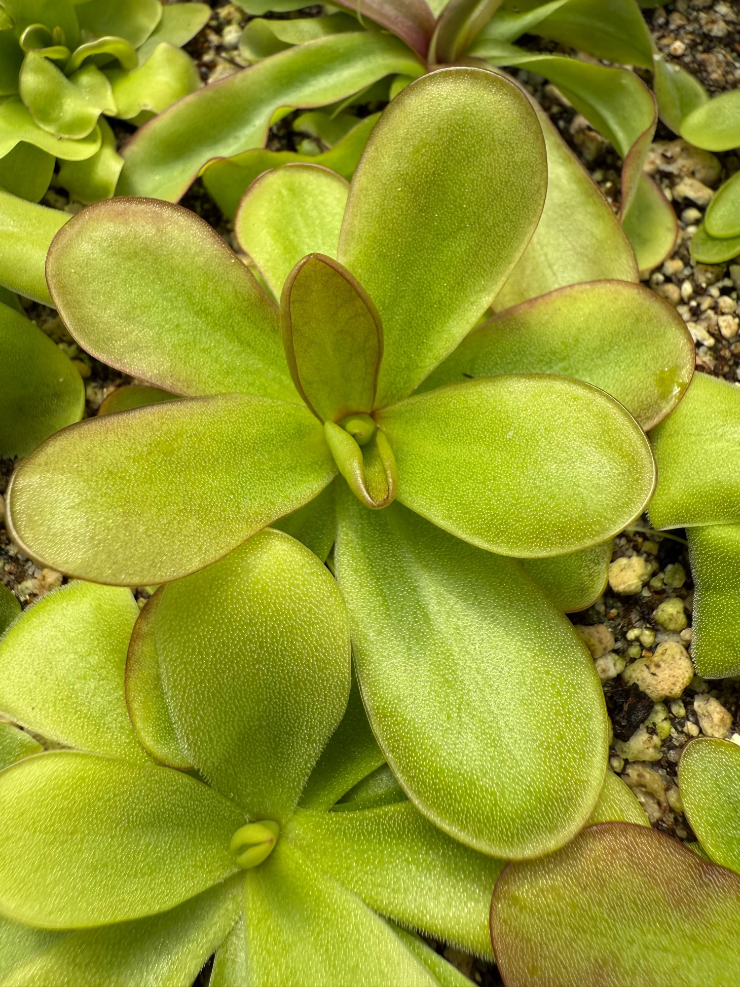 Pinguicula ibarre emarginata Butterwort