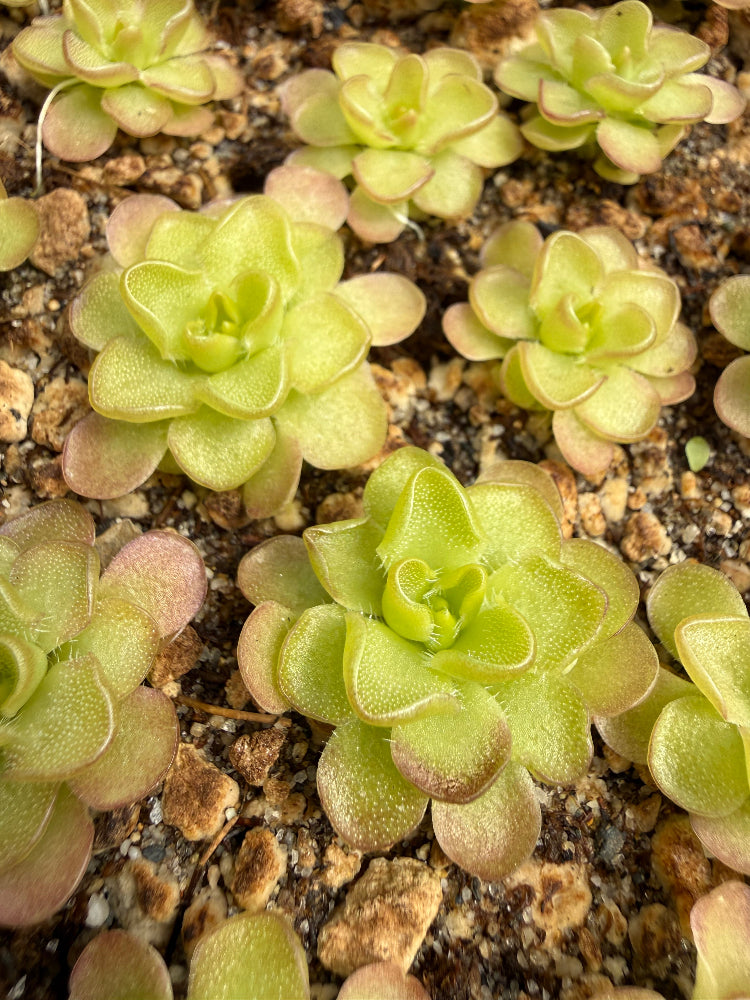 Close-up of several small succulent plants with pale yellow-green rosettes growing in sandy soil.