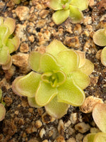 A close-up of a Pinguicula succulent plant with pale yellow-green lobes and reddish tips, growing in soil mixed with small pebbles.