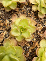 Close-up of a small succulent plant with pale yellow-green, cup-shaped leaves with reddish edges, growing in soil with other similar plants around it.