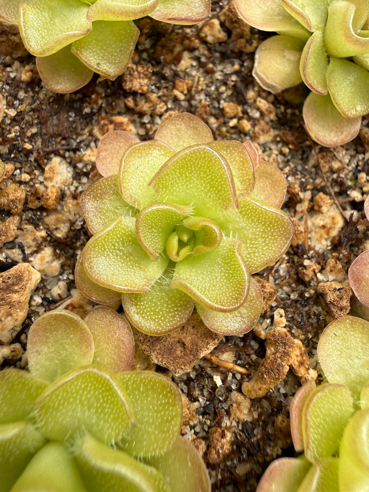 Close-up of a small succulent plant with pale yellow-green, cup-shaped leaves with reddish edges, growing in soil with other similar plants around it.