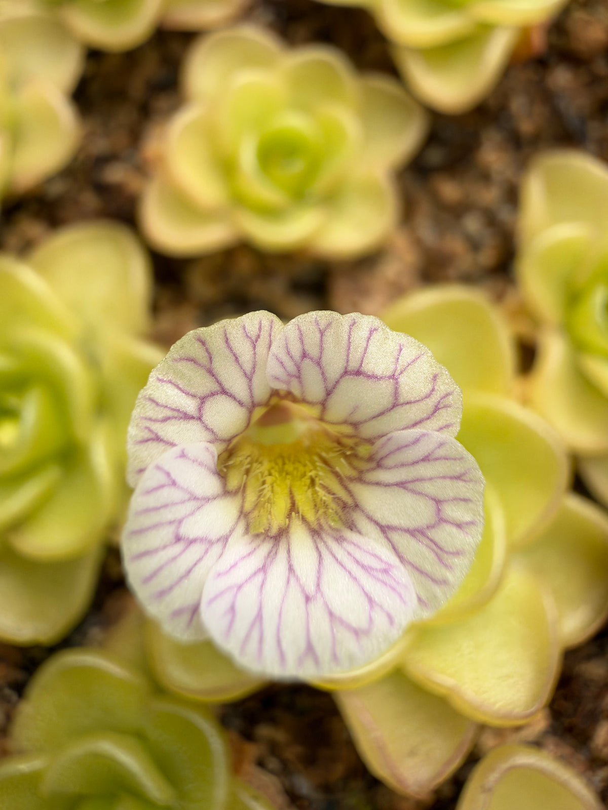 A white flower with purple veins grows out of a Pinguicula 
