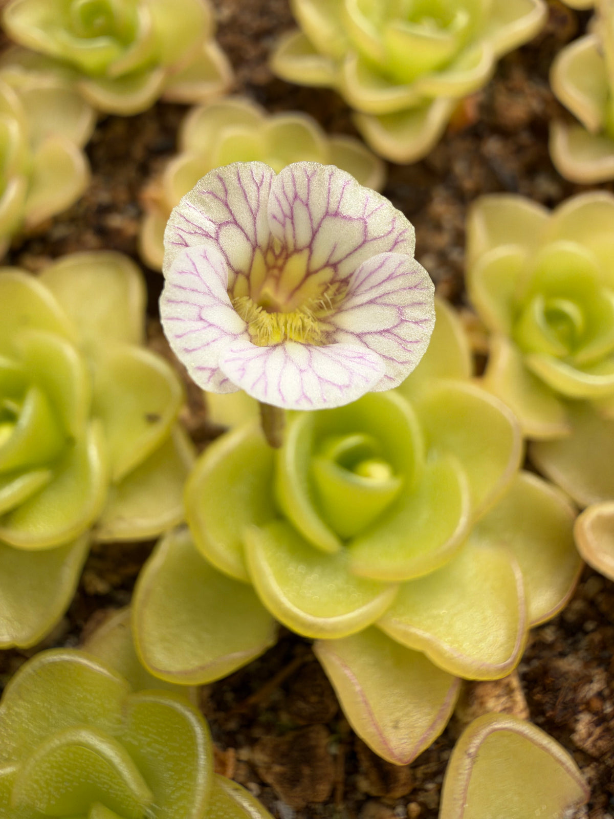 A small white flower with purple veins grows out of a Pinguicula 