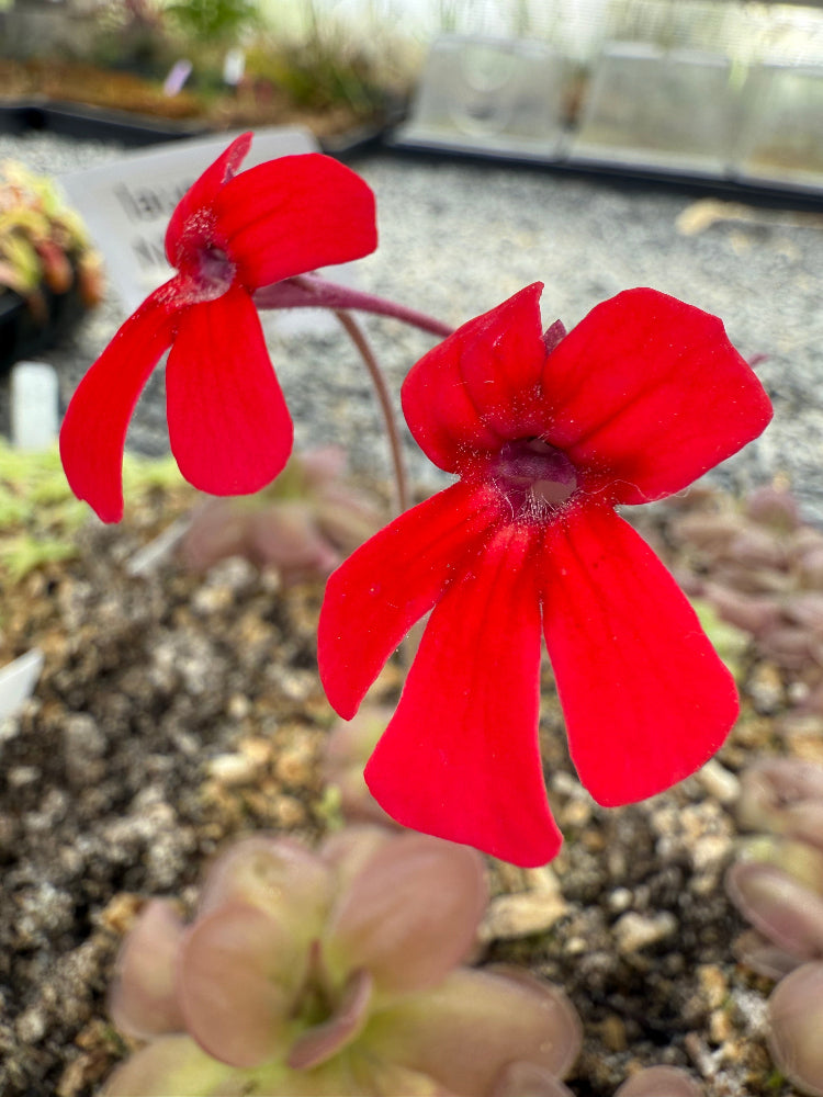 Two bright red flowers with a blurred natural background