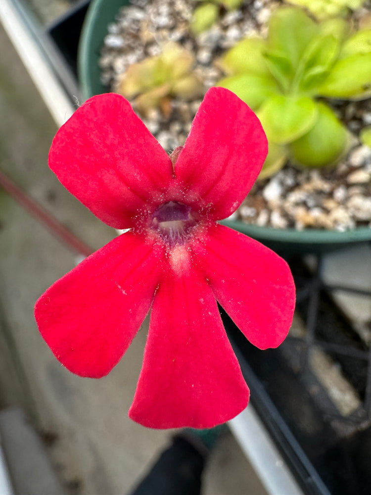 A close-up image of a red flower belonging to the Pinguicula laueana species, commonly known as the butterwort.