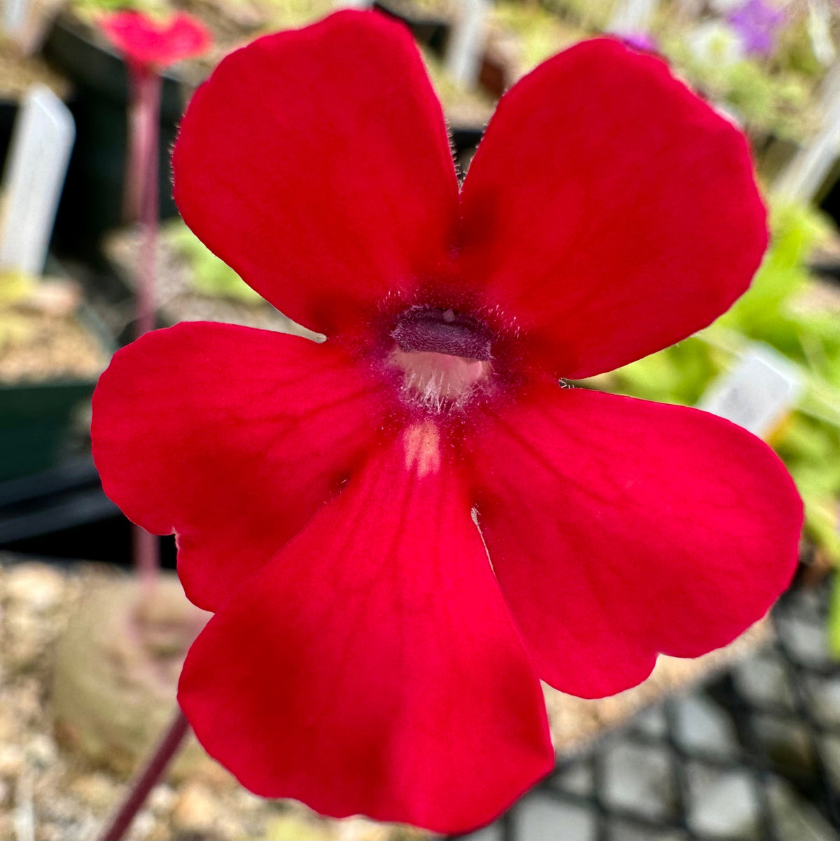 Pinguicula laueana CalCarn Red Butterwort