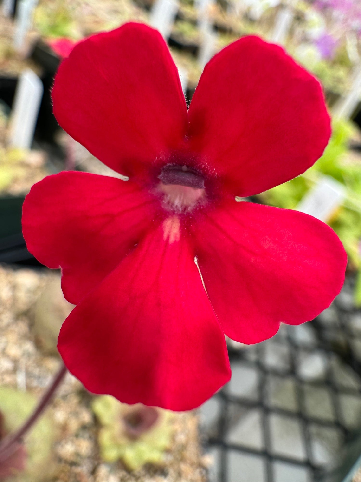 Pinguicula laueana CalCarn Red Butterwort