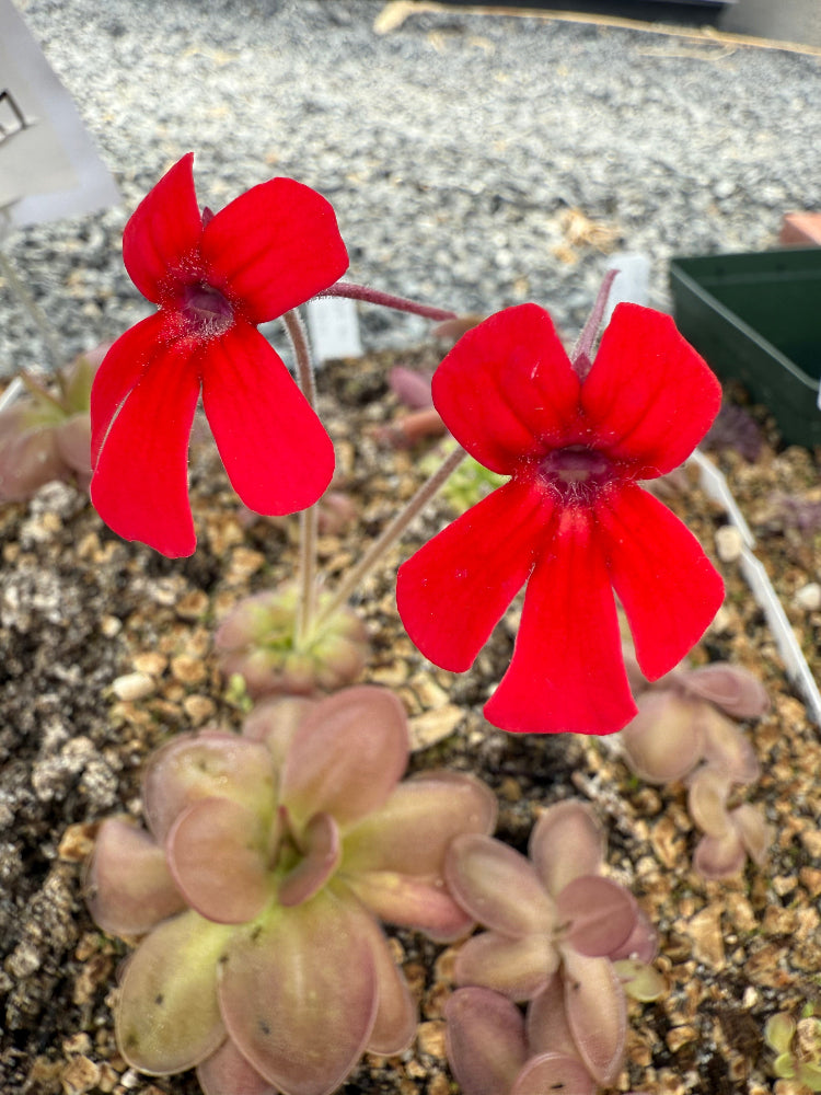 Two red flowers with a blurred background of greenery and soil.