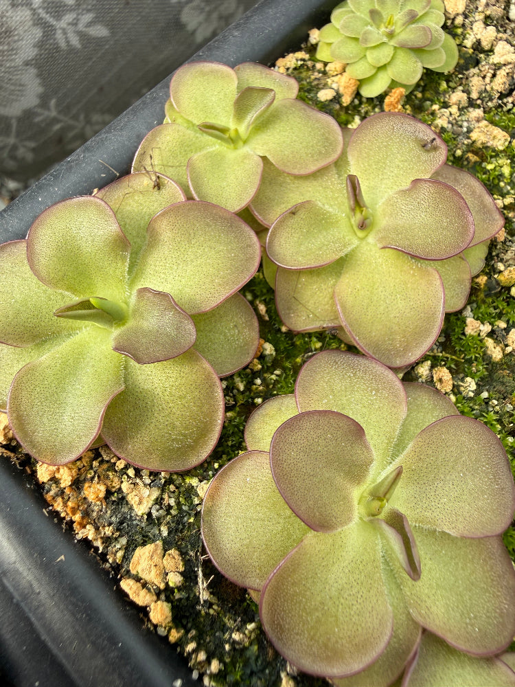 Several purple and green rosettes of Pinguicula grow in a tray