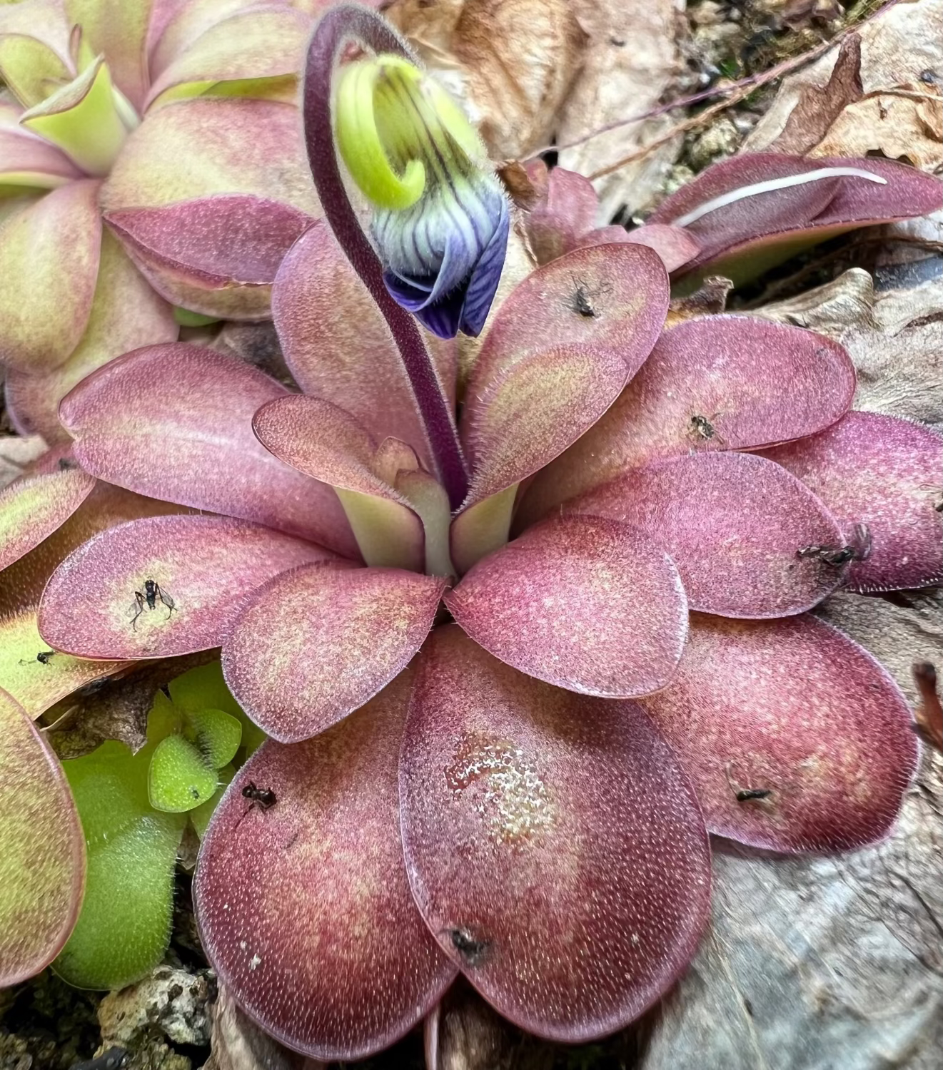 A close-up of a pinguicula plant with pinkish-purple to reddish-brown leaves and a curled green and purple flower opening, growing among dry leaves and soil.