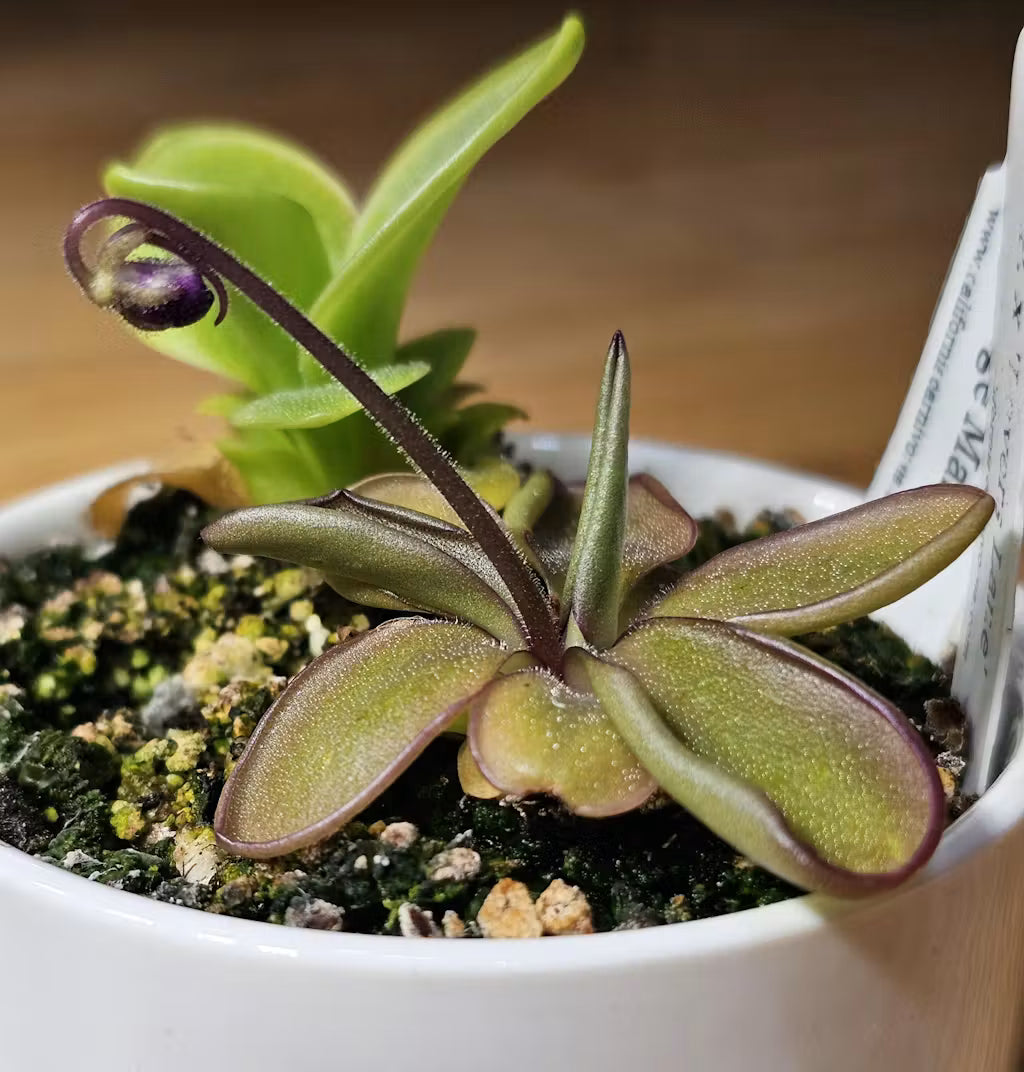 A pink and green Pinguicula with a flower bud