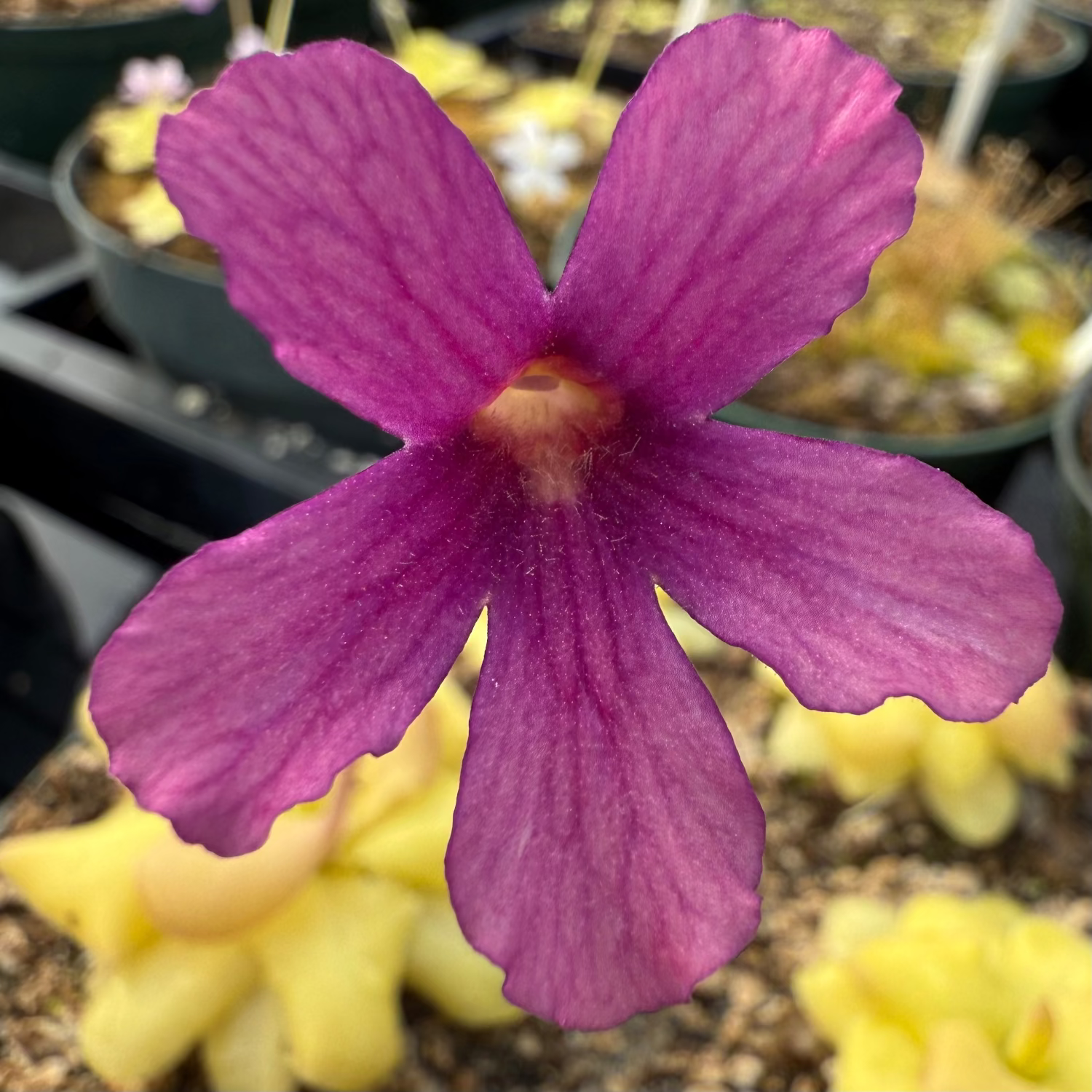 A pink Pinguicula flower growing out of green rosettes