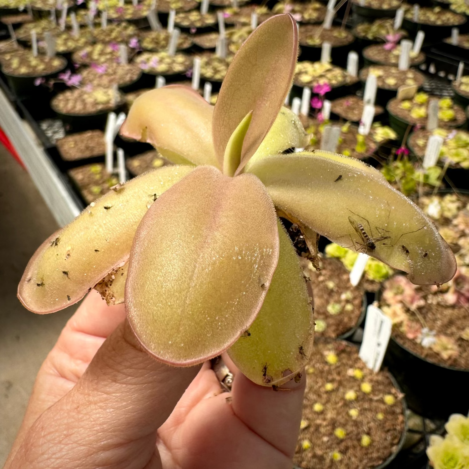A close-up of a Pinguicula plant with rosettes of leaves covered in dew, held in a person's hand.