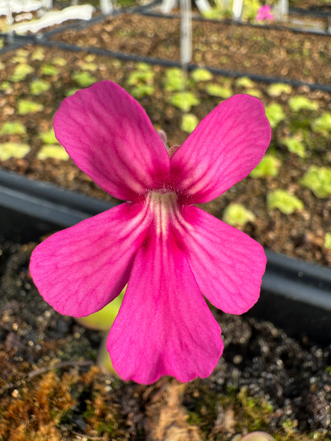 A close-up image of a pink Pinguicula flower with a blurred background.