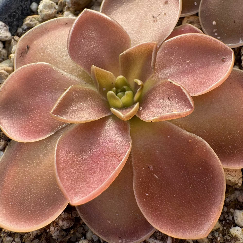 Close-up image of Pinguicula moranensis var. rosei, showing round, pinkish leaves with a central green shoot.