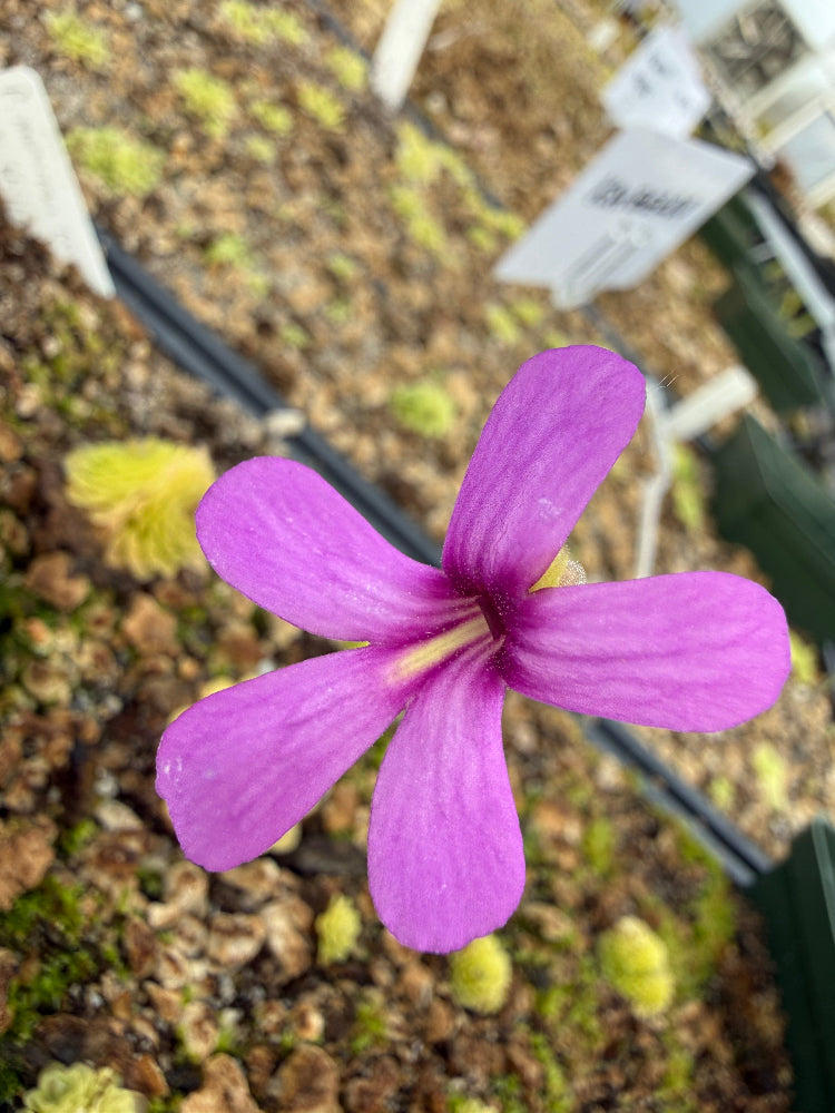 Purple flower with a blurred natural background