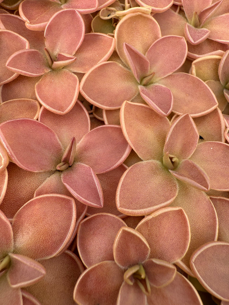 Close-up of pinkish-brown succulent leaves