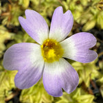 Pinguicula primuliflora Butterwort