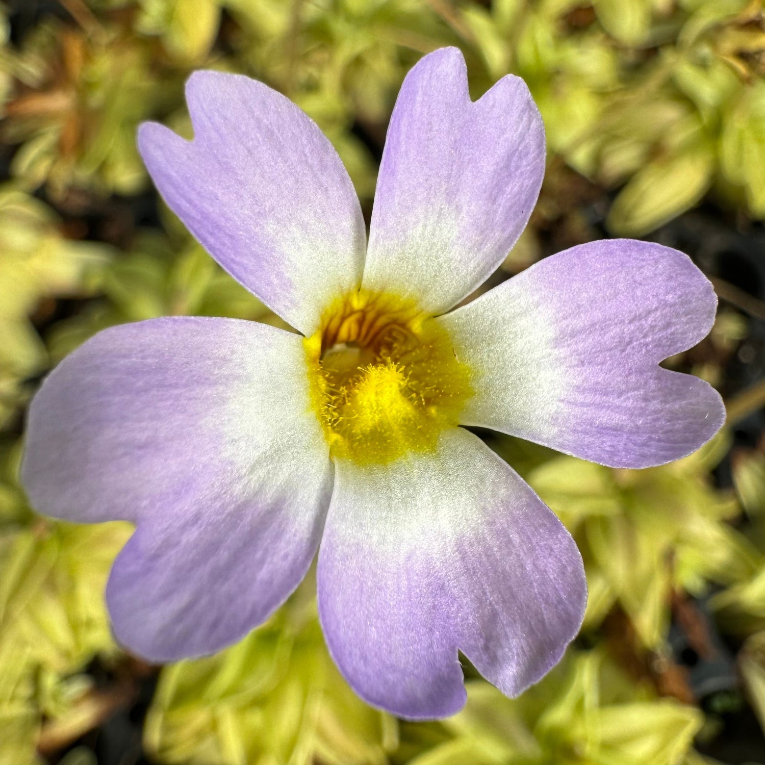 Pinguicula primuliflora Butterwort