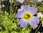 Pinguicula primuliflora Butterwort