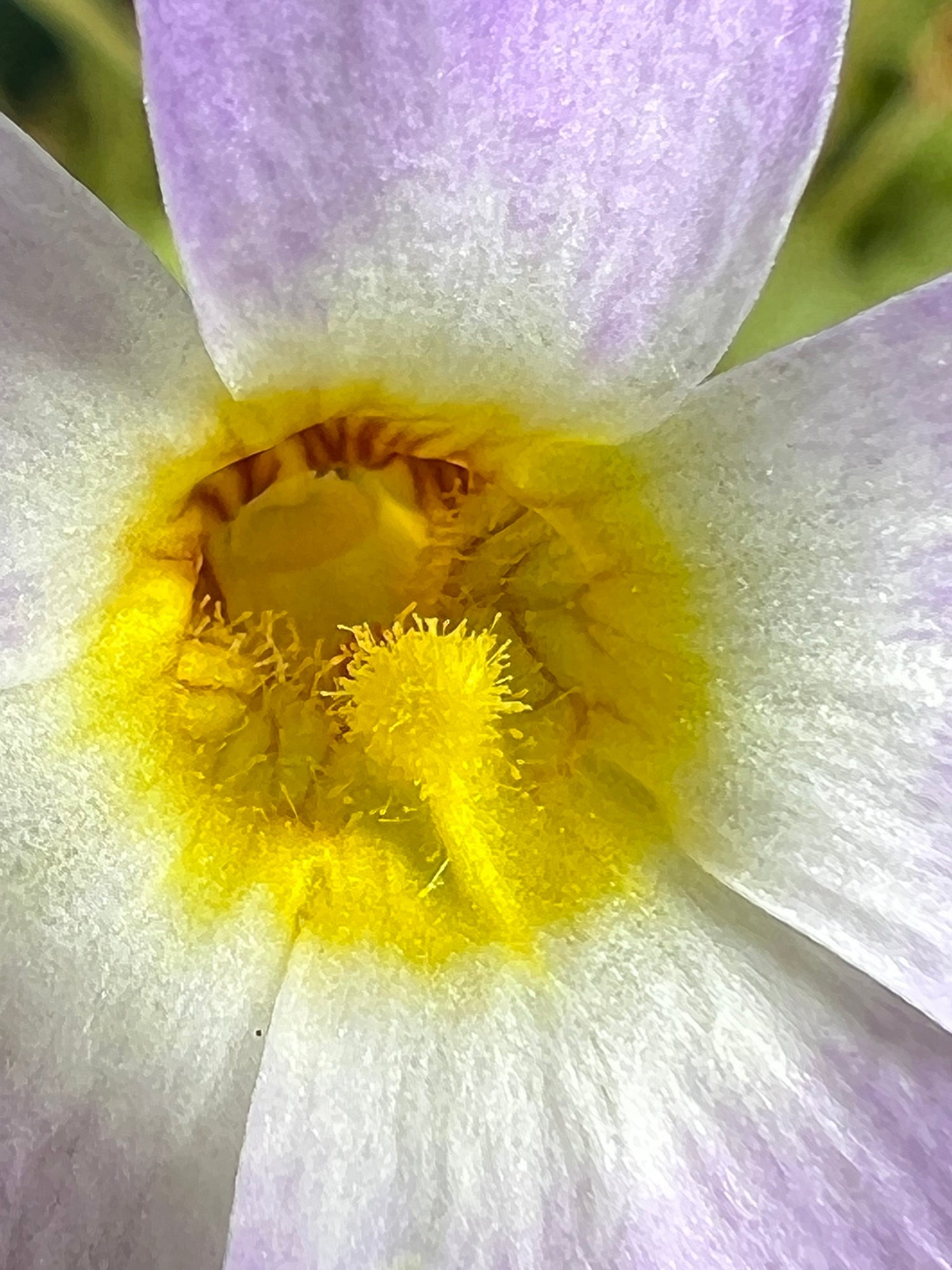 Pinguicula primuliflora Butterwort
