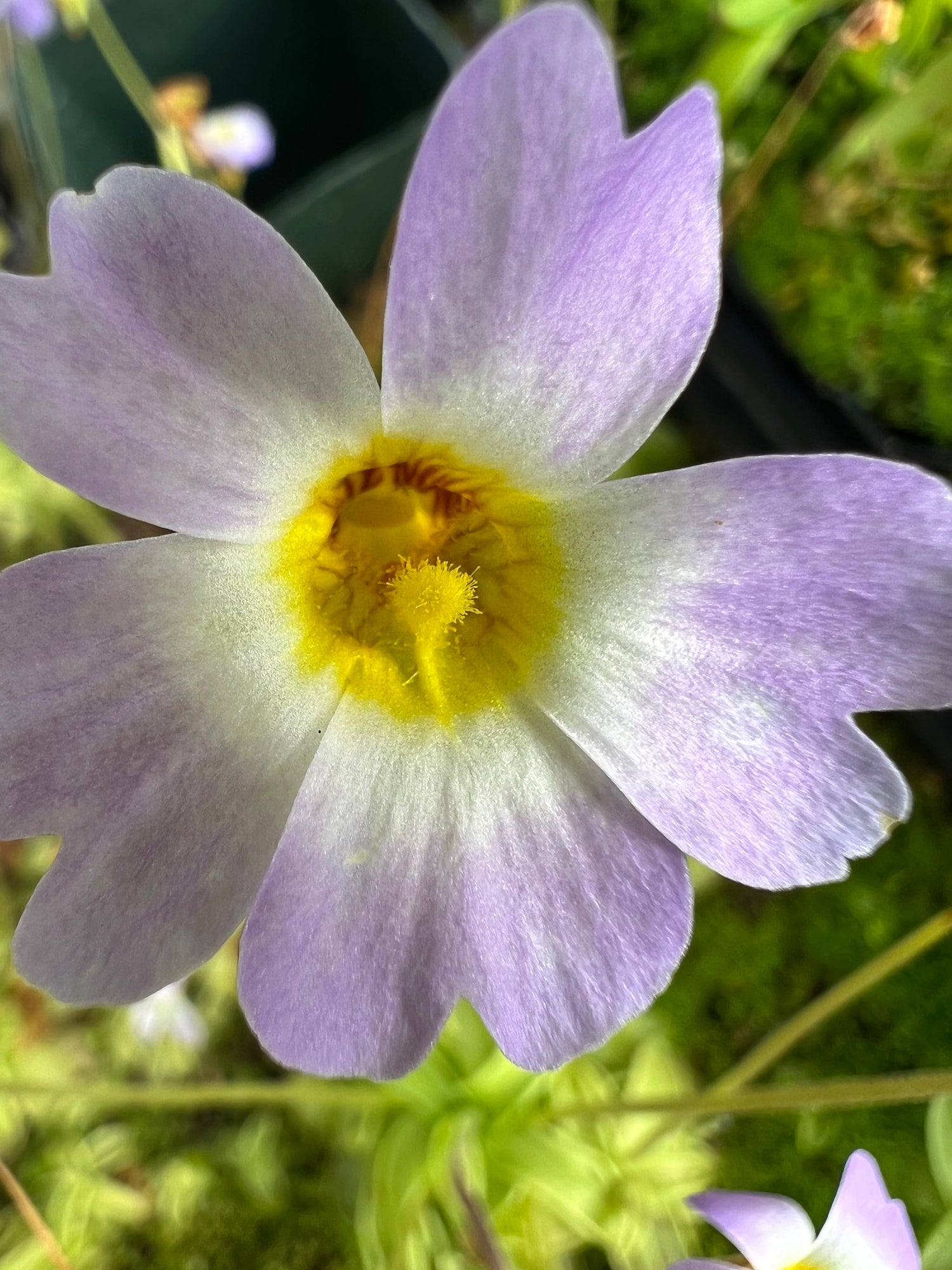Pinguicula primuliflora Butterwort