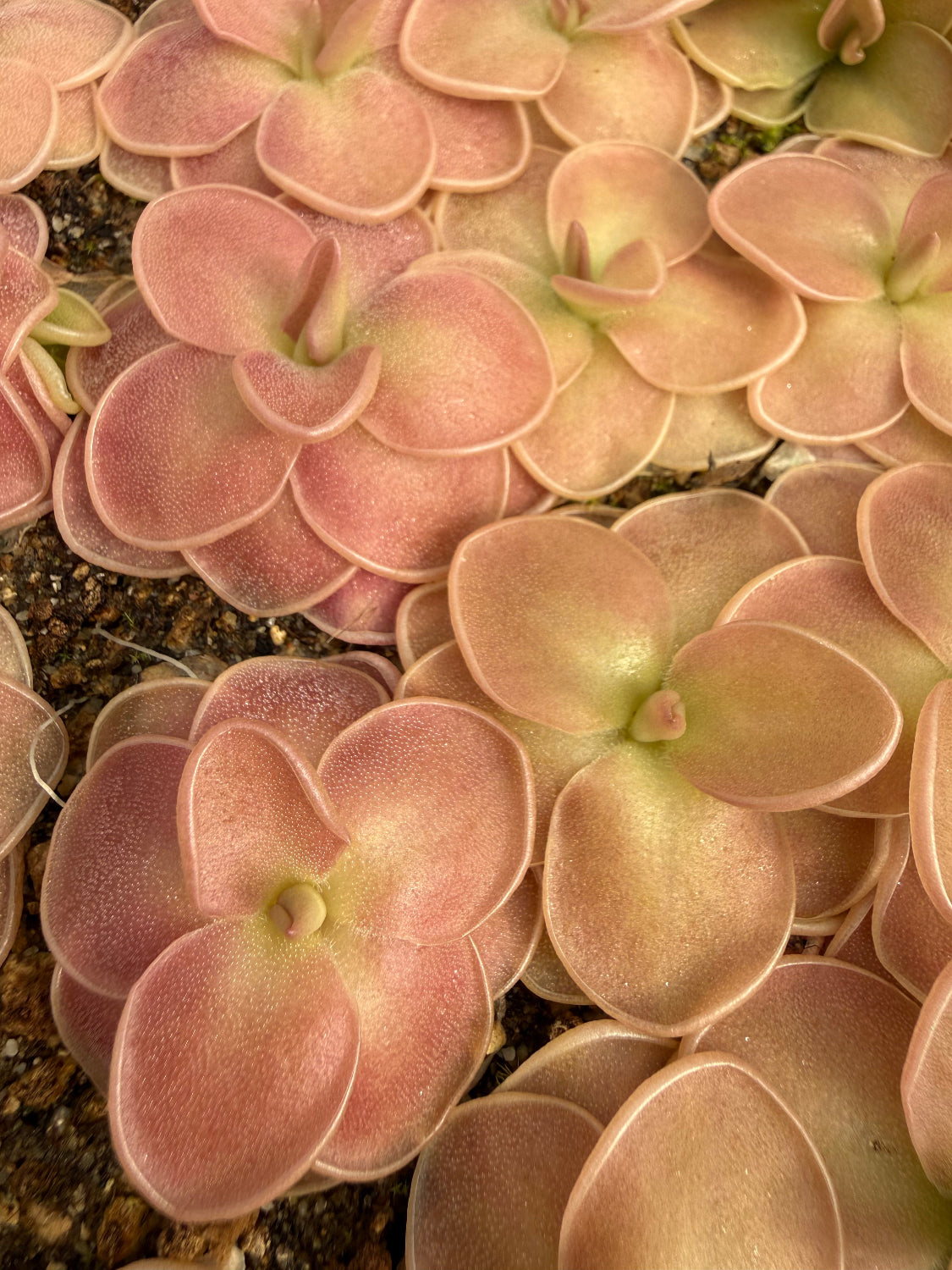 A close-up of pinkish peach succulent leaves, likely a Sedum variety, growing densely in soil.