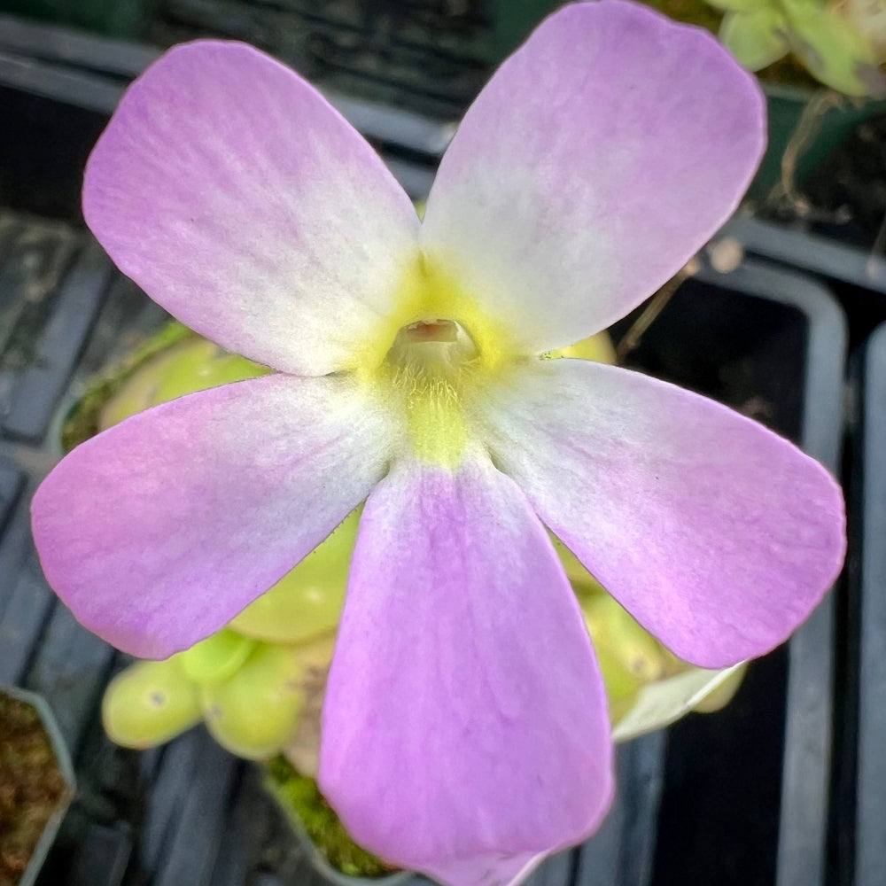 Close up of a pink five petaled flower with a yellow throat