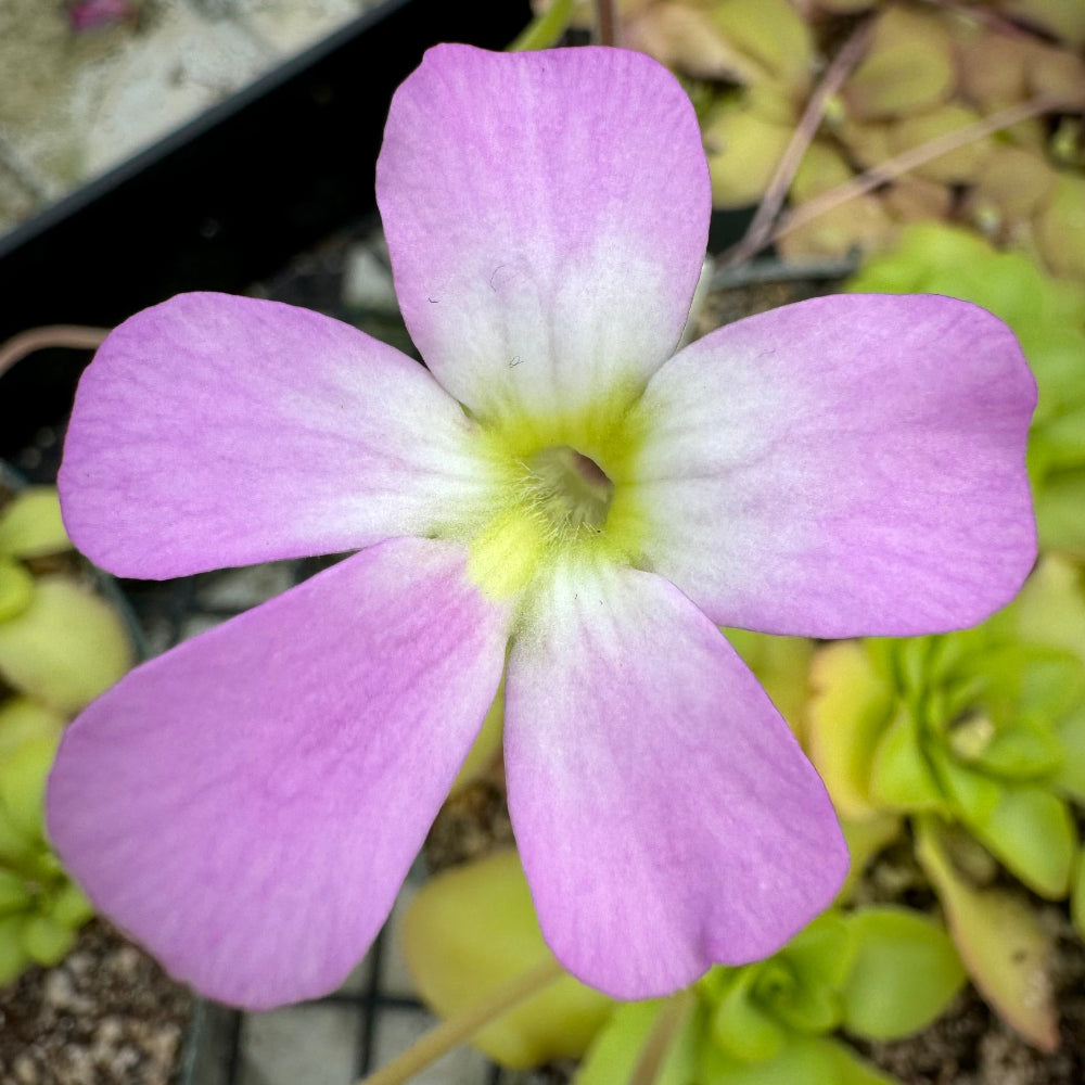 A close-up image of a Pinguicula plant with a pink flower, showcasing its rounded leaves and vibrant coloring.