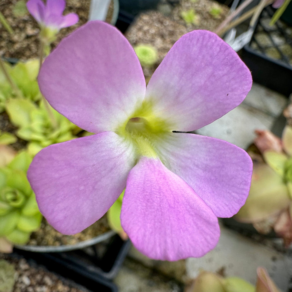 Close up of a pink flower with a yellow throat