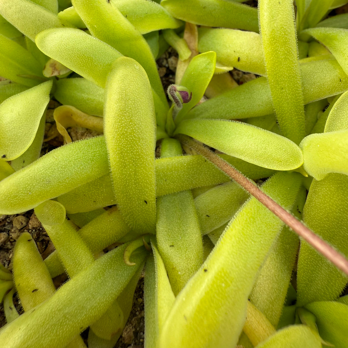 Close-up of a green pinguicula plant with a small purple flower.