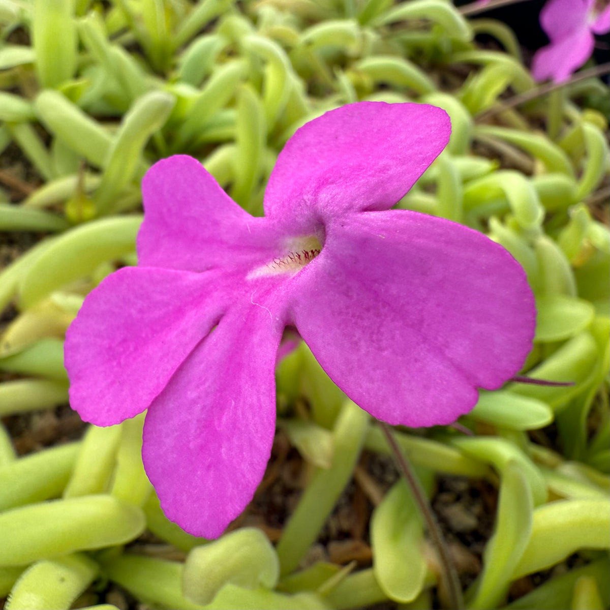 Close-up of a purple flower with green foliage in the background