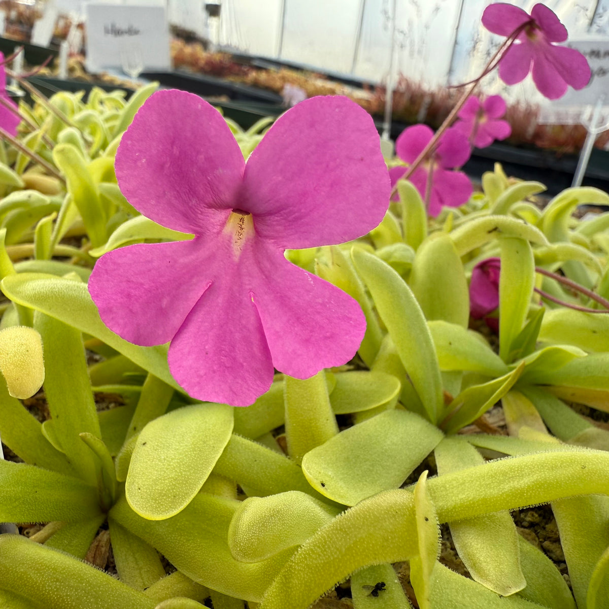 Close-up of a purple flower with green leaves in a greenhouse setting