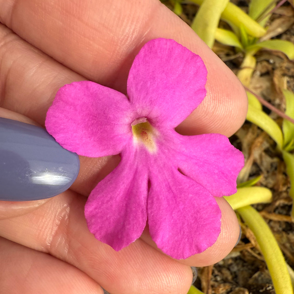 Hand holding a small pink flower with blurred natural background