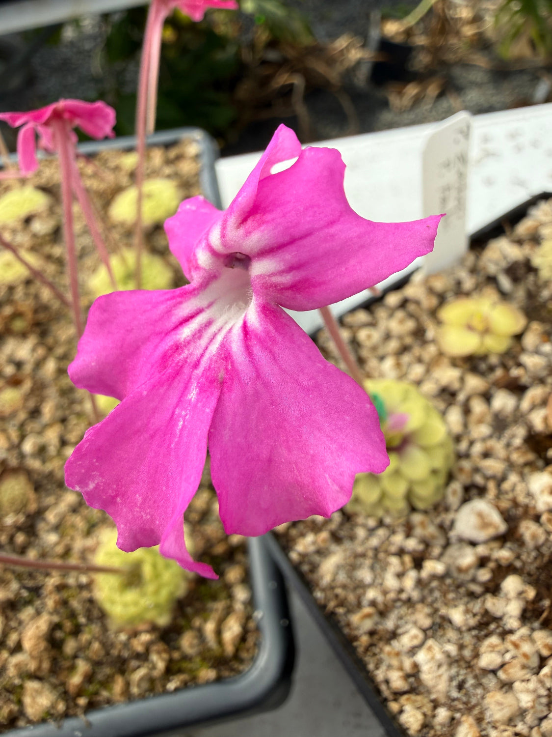 Close-up of a pink flower with a blurred background