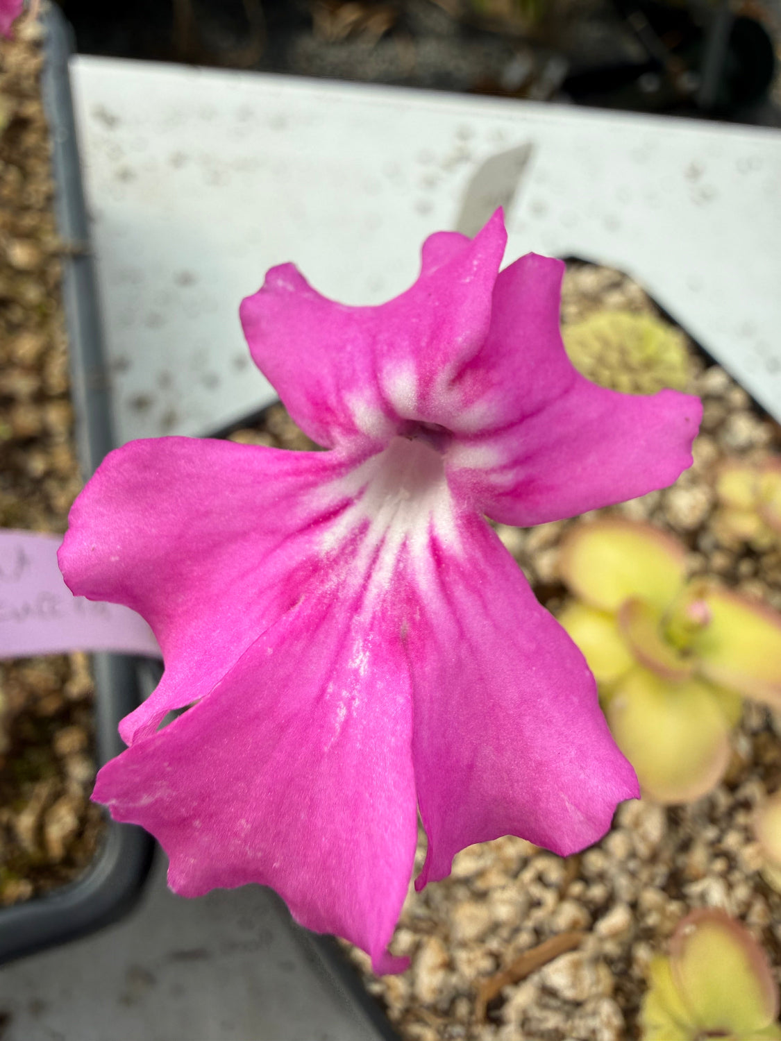 Close-up of a pink flower with a blurred background
