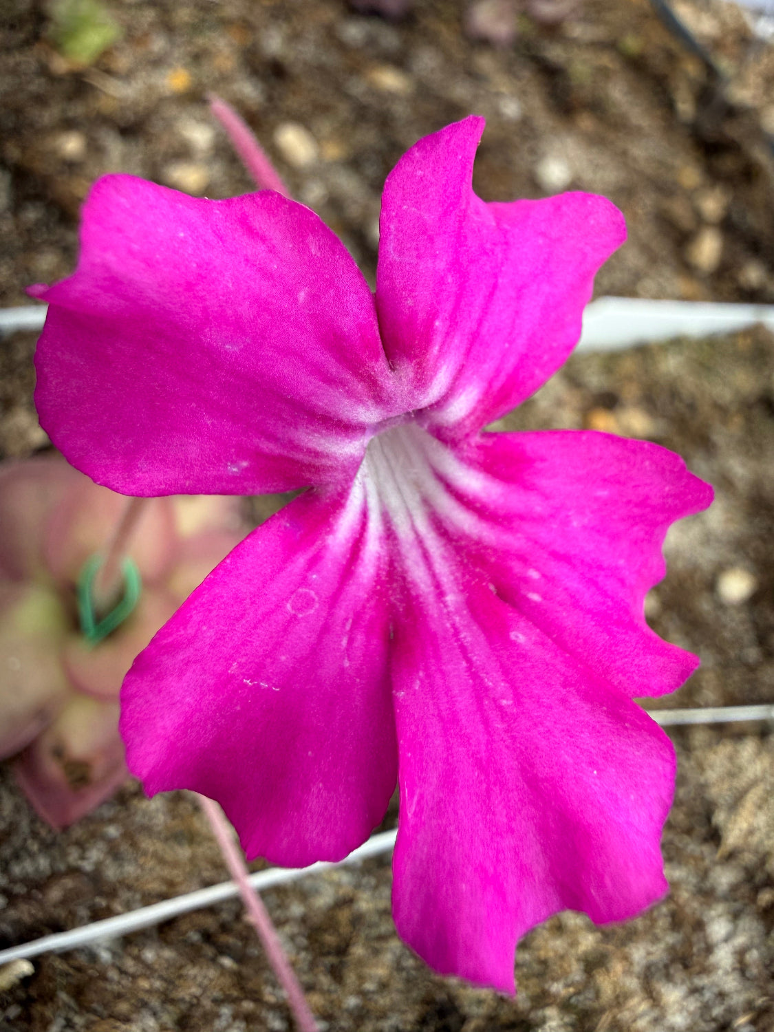 Close-up of a vibrant pink flower with a blurred brown background