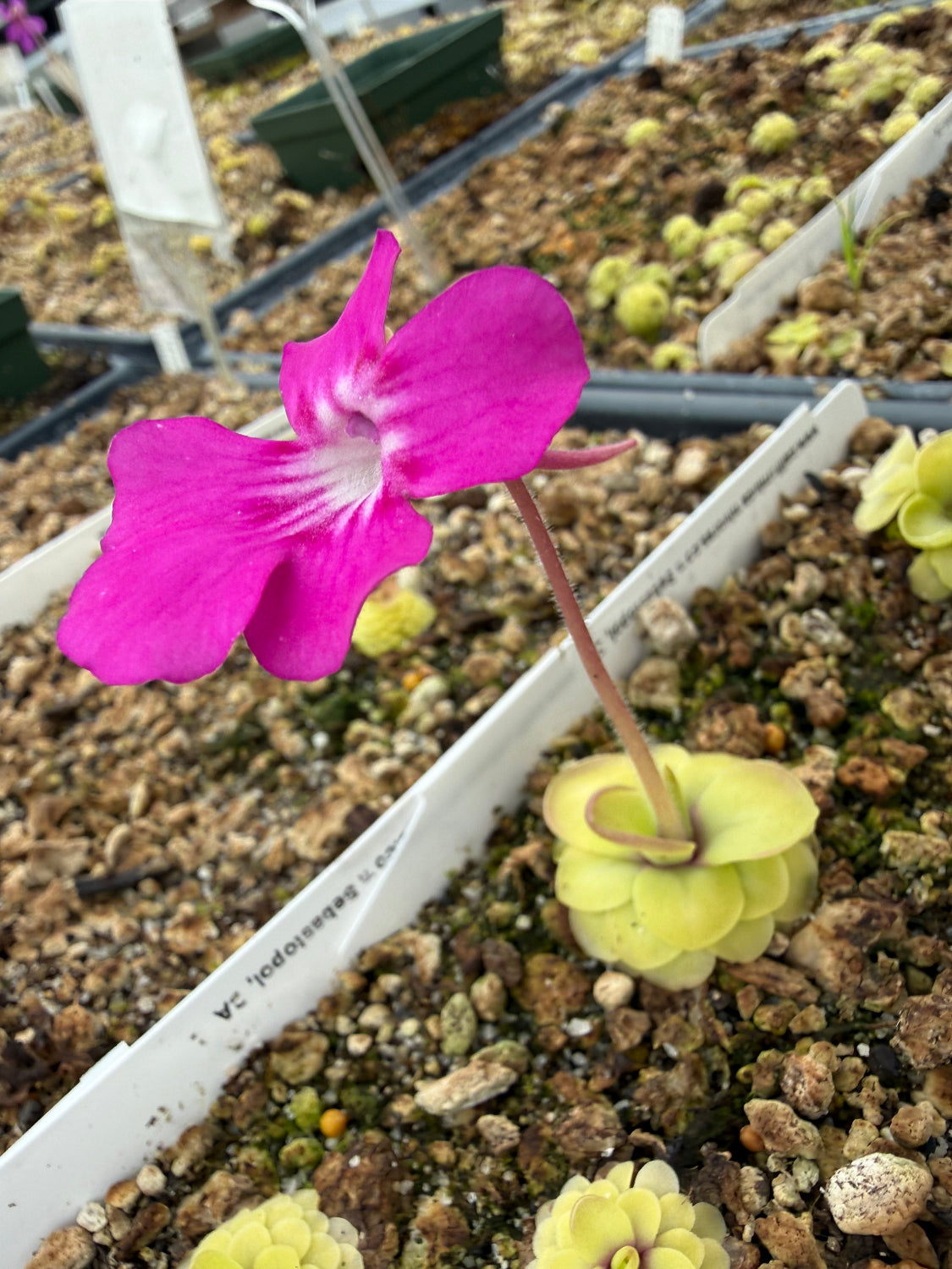 Close-up of a pink flower with green plants in the background
