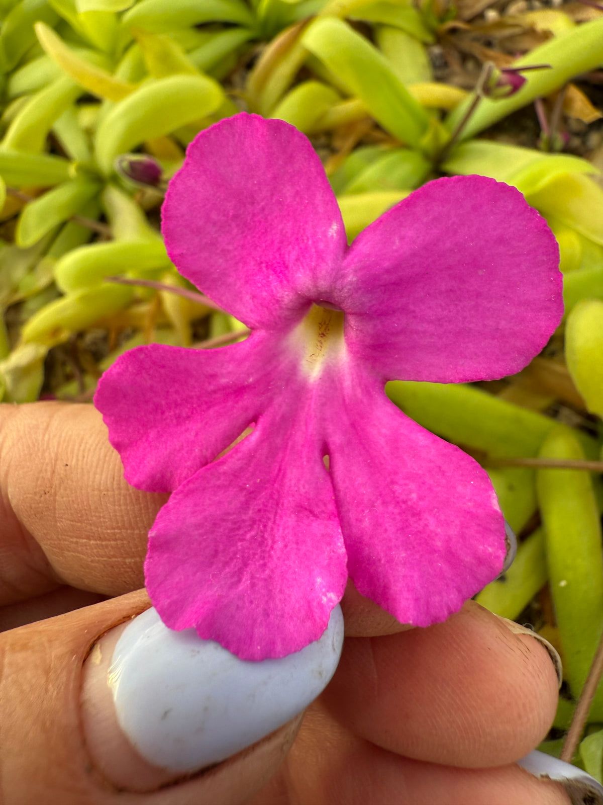 Close-up of a pink flower held between fingers with a blurred green background