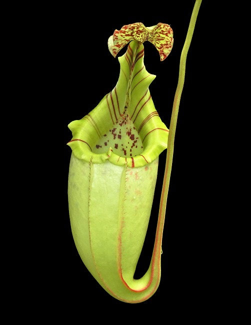 A red and green Nepenthes pitcher hangs in front of a black background 