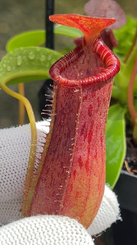 A hand holds a Nepenthes pitcher in a greenhouse 