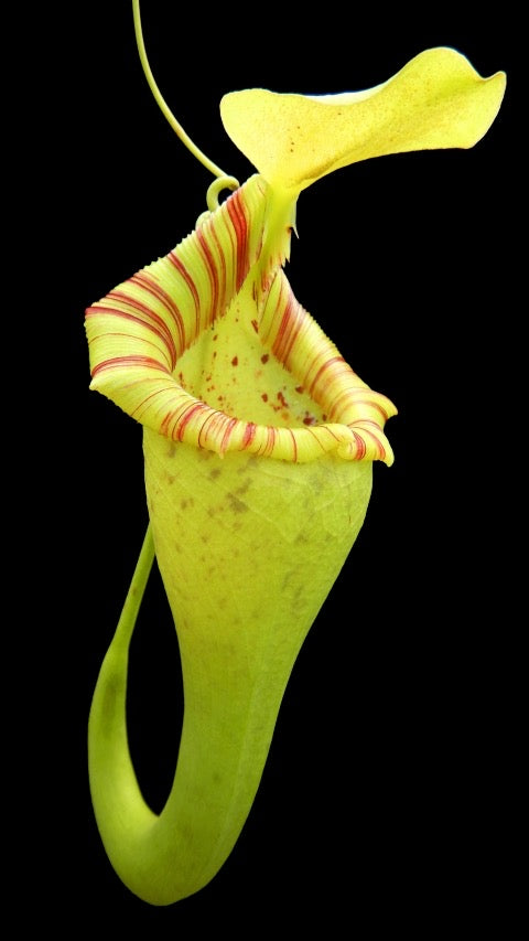A green and red Nepenthes pitcher on a black background 