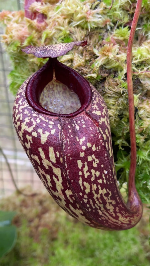Close-up of a pitcher plant with a blurred garden background