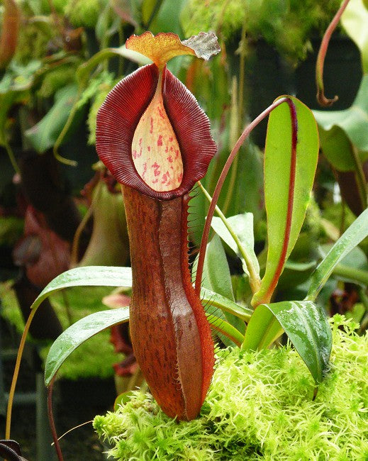 A red Nepenthes pitcher grows out of a green plant on a mossy pot