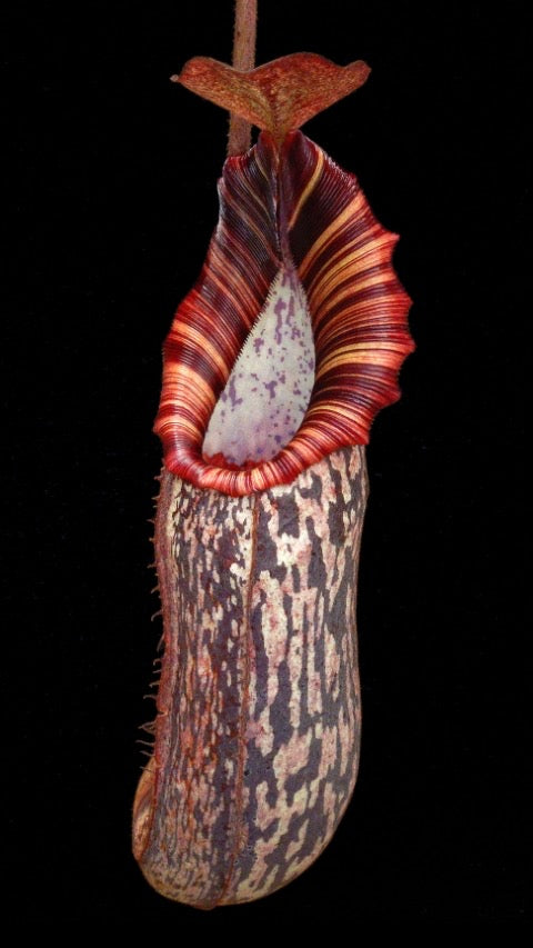 A potted Nepenthes spectabilis x bongso with vibrant crimson pitchers and beautifully striped peristomes.