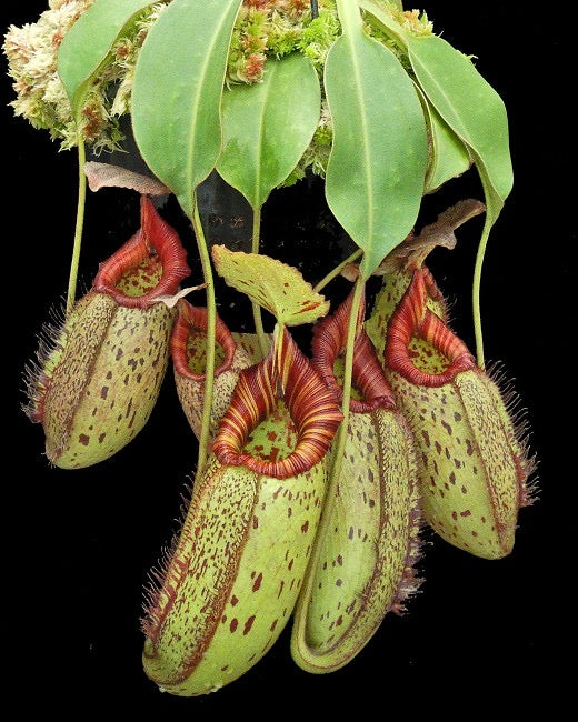 Several red and green Nepenthes pitchers hang in front of a black background 